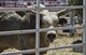 A bull chomps down on some hay at Frontier Park during Military Monday in Cheyenne, Wyo., July 24, 2017. The bulls and broncos that are used during Cheyenne Frontier Days are kept on site at Frontier Park. This year marks the 150th anniversary of F.E. Warren Air Force Base and the city of Cheyenne. The two communities came together to celebrate during the 121st CFD rodeo and festival. (U.S. Air Force photo by Staff Sgt. Christopher Ruano)