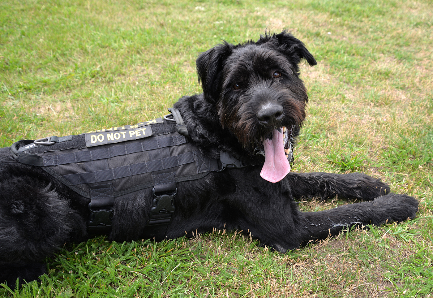 Giant Schnauzer Excels as Air  Force  Military Working Dog  