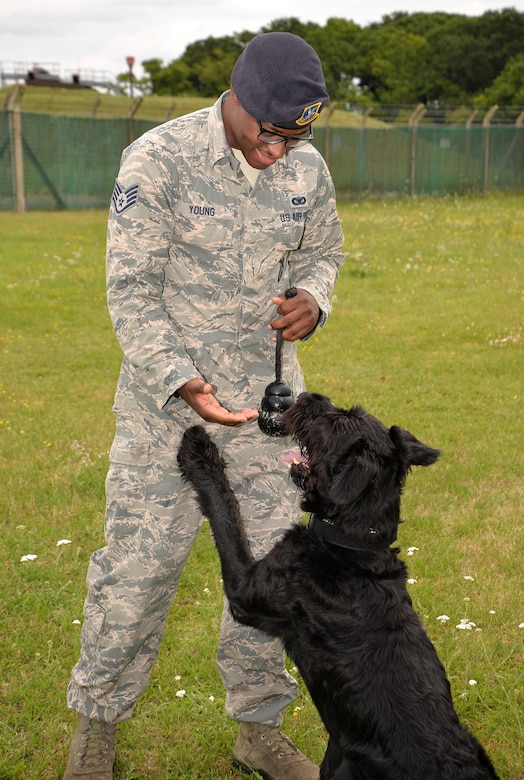 Military Working Dog Brock gives a “high five” to his partner, U.S. Air Force Staff Sgt. Dominick Young, 100th Security Forces Squadron MWD handler, as he asks for his toy after successfully finding a suspect odor during training July 11, 2017, on RAF Mildenhall, England. As a reward for a successful find, military working dogs are given their toy to play with afterwards, as incentive to find their target. Brock is the only Giant Schnauzer military working dog in the Department of Defense. (U.S. Air Force photo by Karen Abeyasekere)