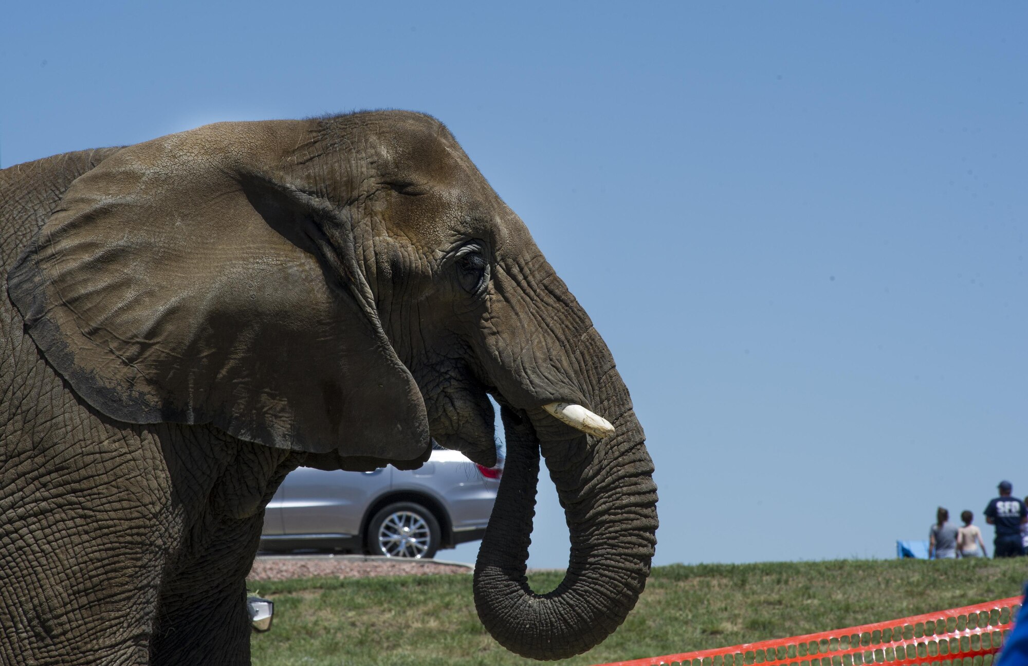 SCHRIEVER AIR FORCE BASE, Colo. -- An elephant at Schriever's 2017 Summer Slam Picnic waits patiently for its next riders to climb aboard on Friday, July 21, 2017. This years picnic offered an array of activities to Airmen and their families, including elephant rides, knockerballs and a rock wall. (U.S. Air Force photo/Senior Airman Laura Turner)