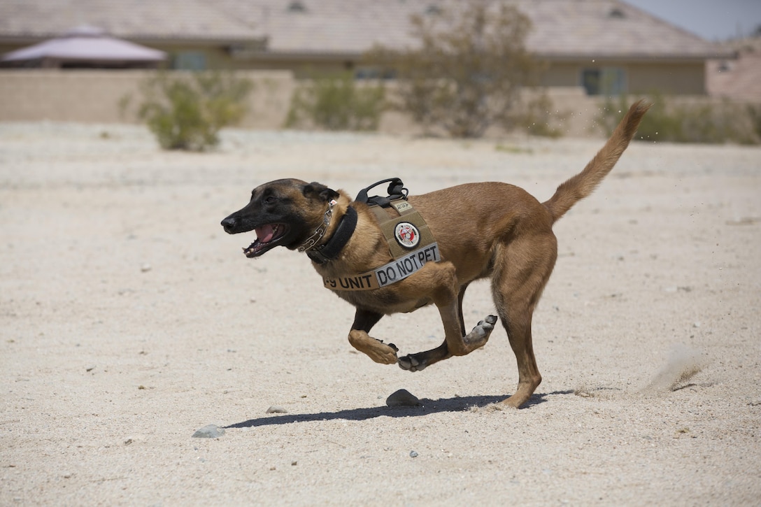 Xxyliana, military working dog, Provost Marshal’s Office, sprints toward her target during a demonstration for the summer reading program at the Twentynine Palms Public Library, July 13, 2017. Xxyliana demonstrated her obedience to not only show what MWD’s are capable of, but to foster a positive relationship with the community. (Official Marine Corps photo by Pfc. Margaret Gale)