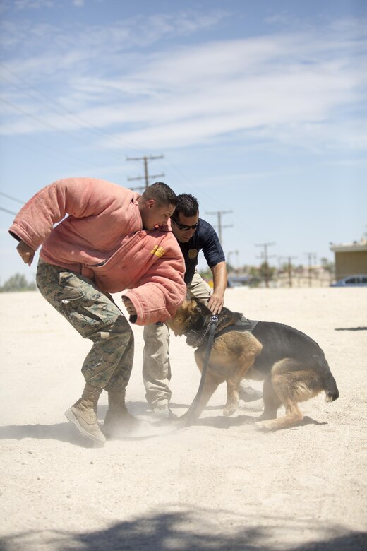 Officer NadeemSeirafi, military working dog handler, Provost Marshal’s Office, gives orders to Cortez, MWD, PMO, while he bites Lance Cpl. Julian Norris, MWD handler, during a demonstration for the summer reading program at the Twentynine Palms Public Library, July 13, 2017. Cortez demonstrated his strength and discipline for the reading program to not only show what their MWD’s are capable of, but to foster a positive relationship with the community. (Official Marine Corps photo by Pfc. Margaret Gale)