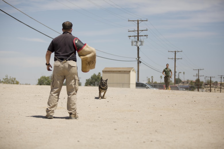 Baby, military working dog, Provost Marshal’s Office, charges toward Officer Brian Gardill, MWD handler, PMO, during a demonstration for the summer reading program at the Twentynine Palms Public Library, July 13, 2017. Combat Center MWD handlers held the presentation for the reading program to not only show what their MWD’s are capable of, but to foster a positive relationship with the community. (Official Marine Corps photo by Pfc. Margaret Gale)