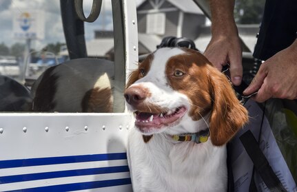 Zeus, a Brittany Spaniel, exits his flight after a mission to Jacksonville, Fl., July 20, 2017. Maj. Ron Johnson, 437th Operations Support Squadron assistant director of operations, volunteers off-duty to transport animals on his personal plane to foster families through the Pilots N' Paws program.