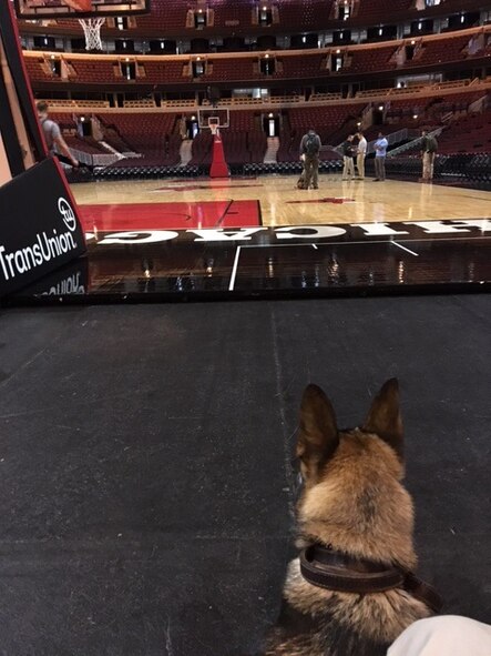 CHICAGO – Military Working Dog Blecki looks out at the court at Nationwide Arena prior to a mission supporting the Secret Service in 2016. Blecki was stationed at Wright-Patterson Air Force Base, assigned to MWD handler, Staff Sgt. Seth Dale. Blecki has since retired and was adopted by Dale. (U.S. Air Force photo/Staff Sgt. Seth Dale)