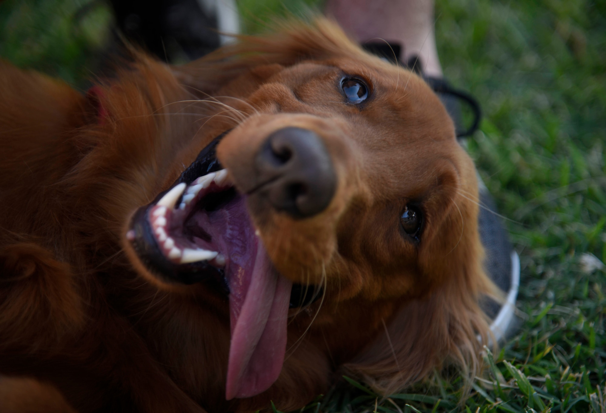 Archer, a therapy dog, lays on an Airman’s foot July 25, 2017, at McConnell Air Force Base, Kan. Therapy dogs must go through training to become certified and be able to visit places such as schools, libraries, nursing homes and hospitals. (U.S. Air Force photo/Airman 1st Class Erin McClellan)