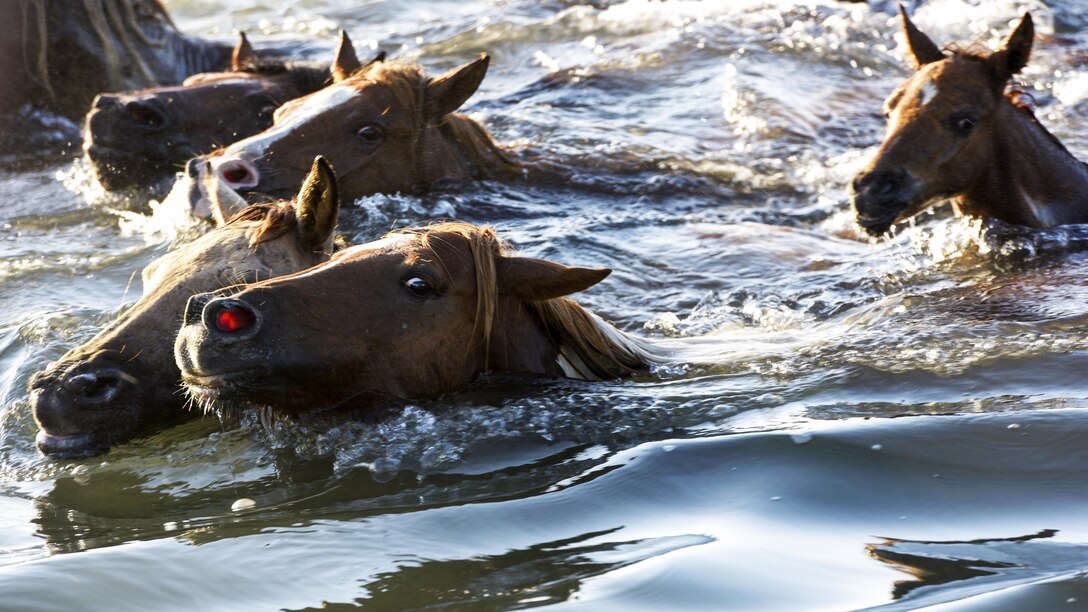 Wild ponies swim across Assateague Channel during the 92nd Annual Chincoteague Pony Swim on Chincoteague Island, Va., July 26, 2017. Coast Guard Station Chincoteague personnel helped local law enforcement enforce safety zones for the event. Coast Guard photo by Petty Officer 3rd Class Corinne Zilnicki