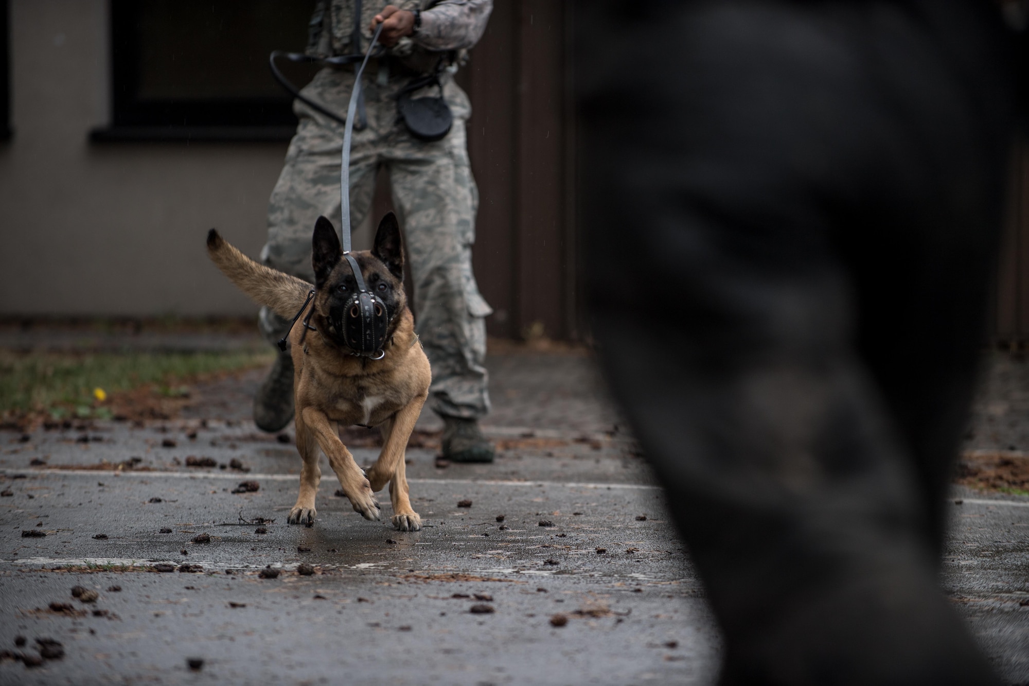 Diesel, an 86th Security Forces Squadron Military Working Dog, charges at an MWD handler during confrontational management training at the 86th SFS training section on Ramstein Air Base, Germany, July 25, 2017. When commanded, Diesel chased down his target and speared them to the ground. The mussel prevents Diesel from biting into the MWD handler during training. (U.S. Air Force photo by Senior Airman Devin Boyer)