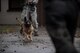 Diesel, an 86th Security Forces Squadron Military Working Dog, charges at an MWD handler during confrontational management training at the 86th SFS training section on Ramstein Air Base, Germany, July 25, 2017. When commanded, Diesel chased down his target and speared them to the ground. The mussel prevents Diesel from biting into the MWD handler during training. (U.S. Air Force photo by Senior Airman Devin Boyer)