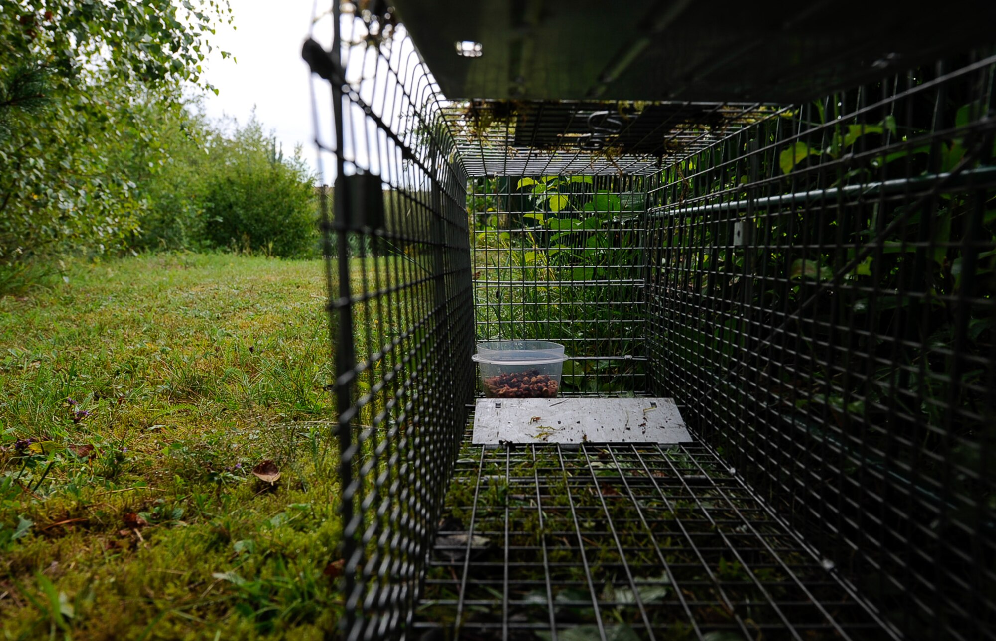 A trap is set on Vogelweh Military Complex, Germany, July 28, 2017. Stray cats are common in housing and dorms areas, and 786th Civil Engineer Squadron pest management technicians use baited traps to capture them. (U.S. Air Force Airman 1st Class Savannah L. Waters)