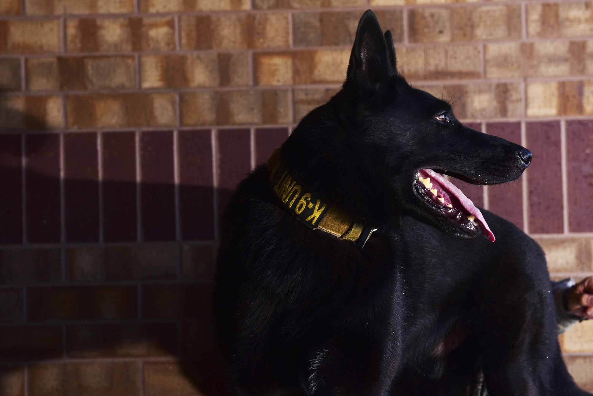 U.S. Air Force Staff Sgt. Joshua Montgomery, a 509th Security Forces Squadron Military Working Dog (MWD) handler, and his side-kick MWD Gipsy recently returned from a U.S. Secret Service support mission involving the vice president. MWDs possess a superior sense of hearing, visual motion detection and a crushing jaw strength of 238 pounds of pressure, making them a special asset to the U.S. Armed Forces.