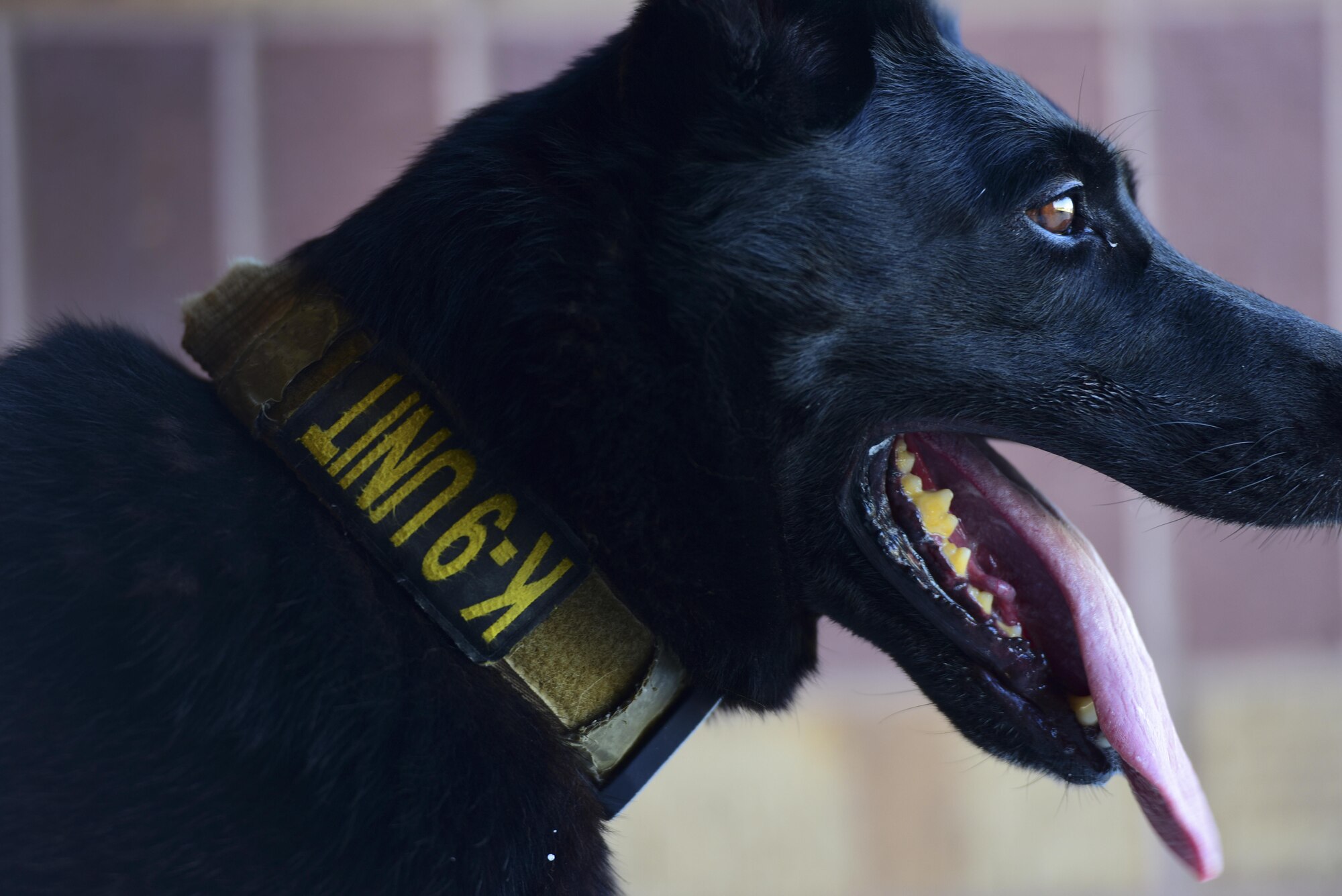 U.S. Air Force Staff Sgt. Joshua Montgomery, a 509th Security Forces Squadron Military Working Dog (MWD) handler, and his side-kick MWD Gipsy recently returned from a U.S. Secret Service support mission involving the vice president. MWDs possess a superior sense of hearing, visual motion detection and a crushing jaw strength of 238 pounds of pressure, making them a special asset to the U.S. Armed Forces.