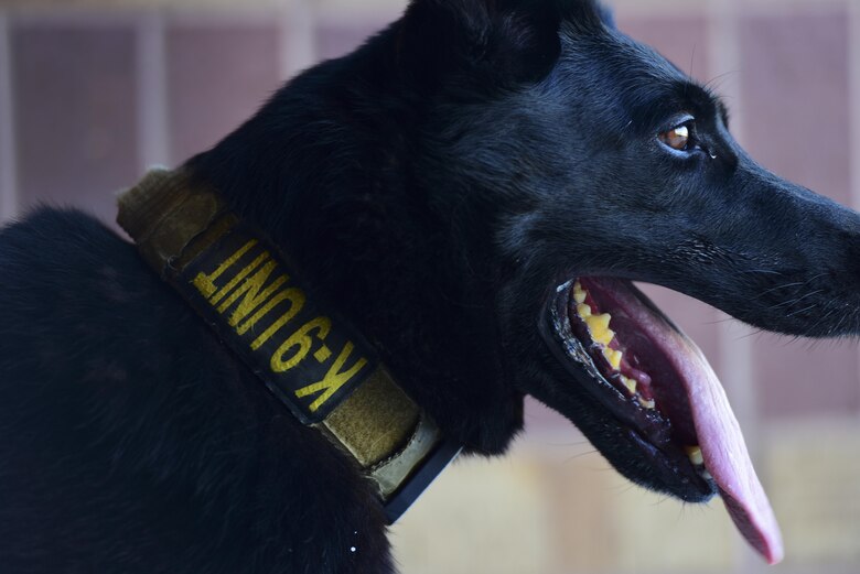 U.S. Air Force Staff Sgt. Joshua Montgomery, a 509th Security Forces Squadron Military Working Dog (MWD) handler, and his side-kick MWD Gipsy recently returned from a U.S. Secret Service support mission involving the vice president. MWDs possess a superior sense of hearing, visual motion detection and a crushing jaw strength of 238 pounds of pressure, making them a special asset to the U.S. Armed Forces.