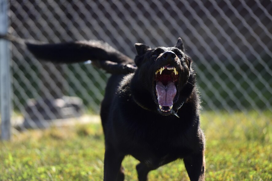 U.S. Air Force Staff Sgt. Joshua Montgomery, a 509th Security Forces Squadron Military Working Dog (MWD) handler, and his side-kick MWD Gipsy recently returned from a U.S. Secret Service support mission involving the vice president. MWDs possess a superior sense of hearing, visual motion detection and a crushing jaw strength of 238 pounds of pressure, making them a special asset to the U.S. Armed Forces.