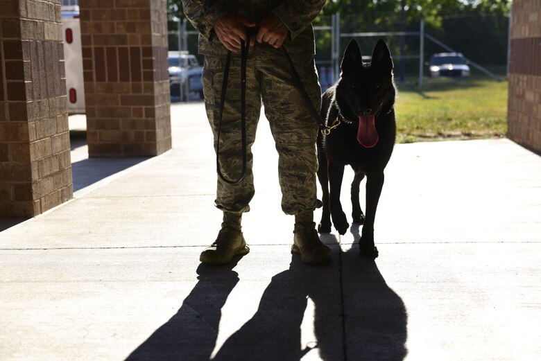 U.S. Air Force Staff Sgt. Joshua Montgomery, a 509th Security Forces Squadron Military Working Dog (MWD) handler, and his side-kick MWD Gipsy recently returned from a U.S. Secret Service support mission involving the vice president. MWDs possess a superior sense of hearing, visual motion detection and a crushing jaw strength of 238 pounds of pressure, making them a special asset to the U.S. Armed Forces.