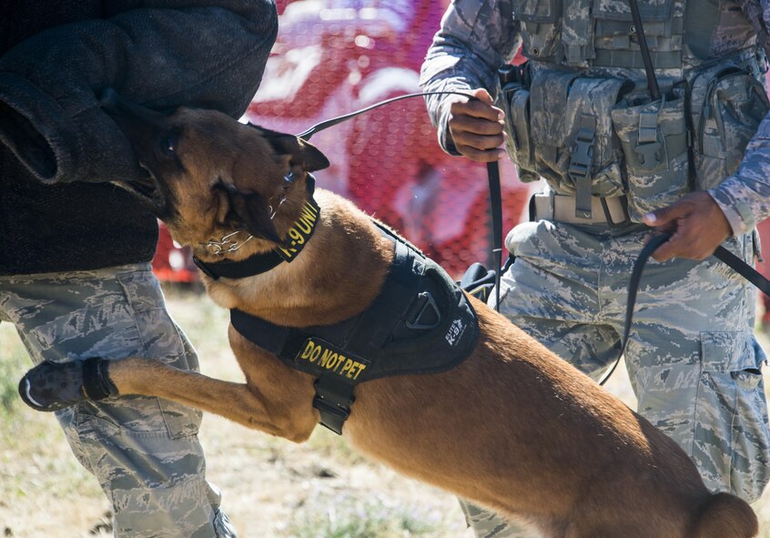 Uutah, 92nd Security Forces Squadron military working dog, lunges at an Airman during a K-9 demonstration at SkyFest 2017 Air Show and Open House at Fairchild Air Force Base, Washington, July 30, 2017. SkyFest is Fairchild’s air show and open house to give the local and regional community the opportunity to meet Airmen and learn about the Air Force mission. (U.S. Air Force photo/Senior Airman Janelle Patiño)