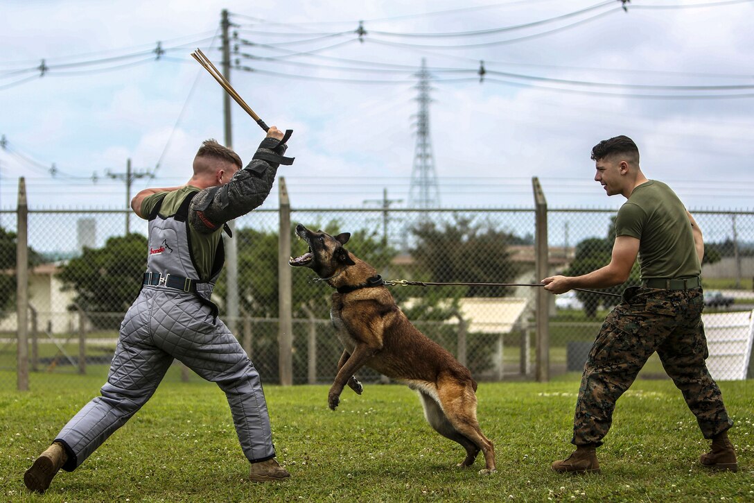 Marine Corps Cpl. Matthew Byrd, right, maintains control of Kicsi, his military working dog as he attacks role-playing aggressor Marine Corps Lance Cpl. Hunter Gullick during training at Kadena Air Base, Okinawa, Japan, May 30, 2017. Byrd and Gullick are dog handlers assigned to Provost Marshal's Office, K9 Section, Marine Corps Base, Camp Smedley D. Butler. The military working dogs are trained to subdue or intimidate suspects before having to use lethal force. They are also used for detecting explosives, narcotics and other harmful materials. Marine Corps photo by Cpl. Allison Lotz