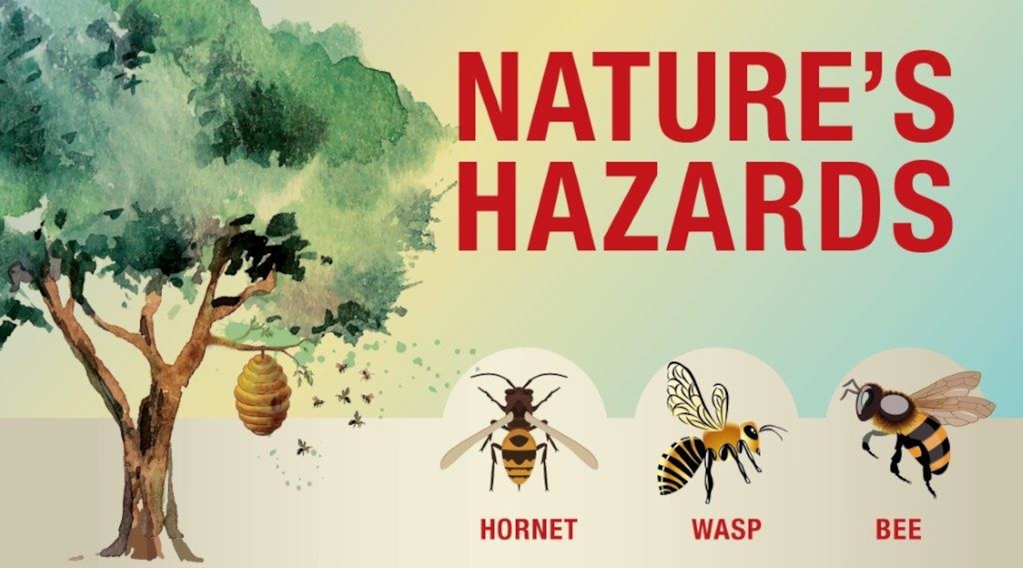 Nature's Hazards: Hornets, wasps and bees