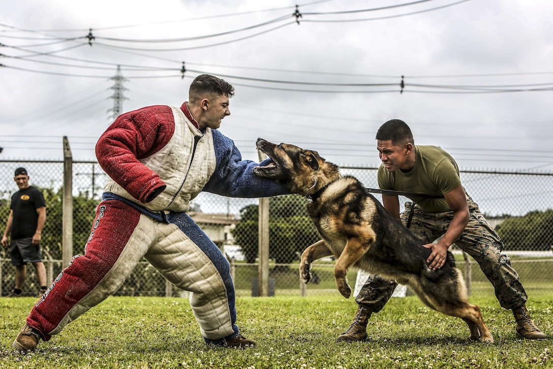 Marine Corps Lance Cpl. Jose Ruiz maintains control of Ciro, a military working dog, as the dog attacks Cpl. Matthew Byrd, who is playing the role of an aggressor during training at Kadena Air Base in Okinawa, Japan, May 30, 2017. Ruiz and Byrd are both dog handlers. Marine Corps photo by Cpl. Allison Lotz