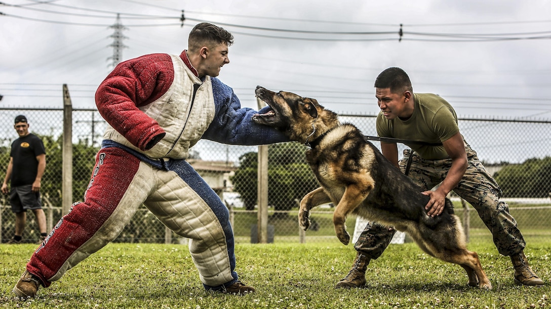 Marine Corps Lance Cpl. Jose Ruiz maintains control of Ciro, a military working dog, as the dog attacks Cpl. Matthew Byrd, who is playing the role of an aggressor during training at Kadena Air Base in Okinawa, Japan, May 30, 2017. Ruiz and Byrd are both dog handlers. Marine Corps photo by Cpl. Allison Lotz