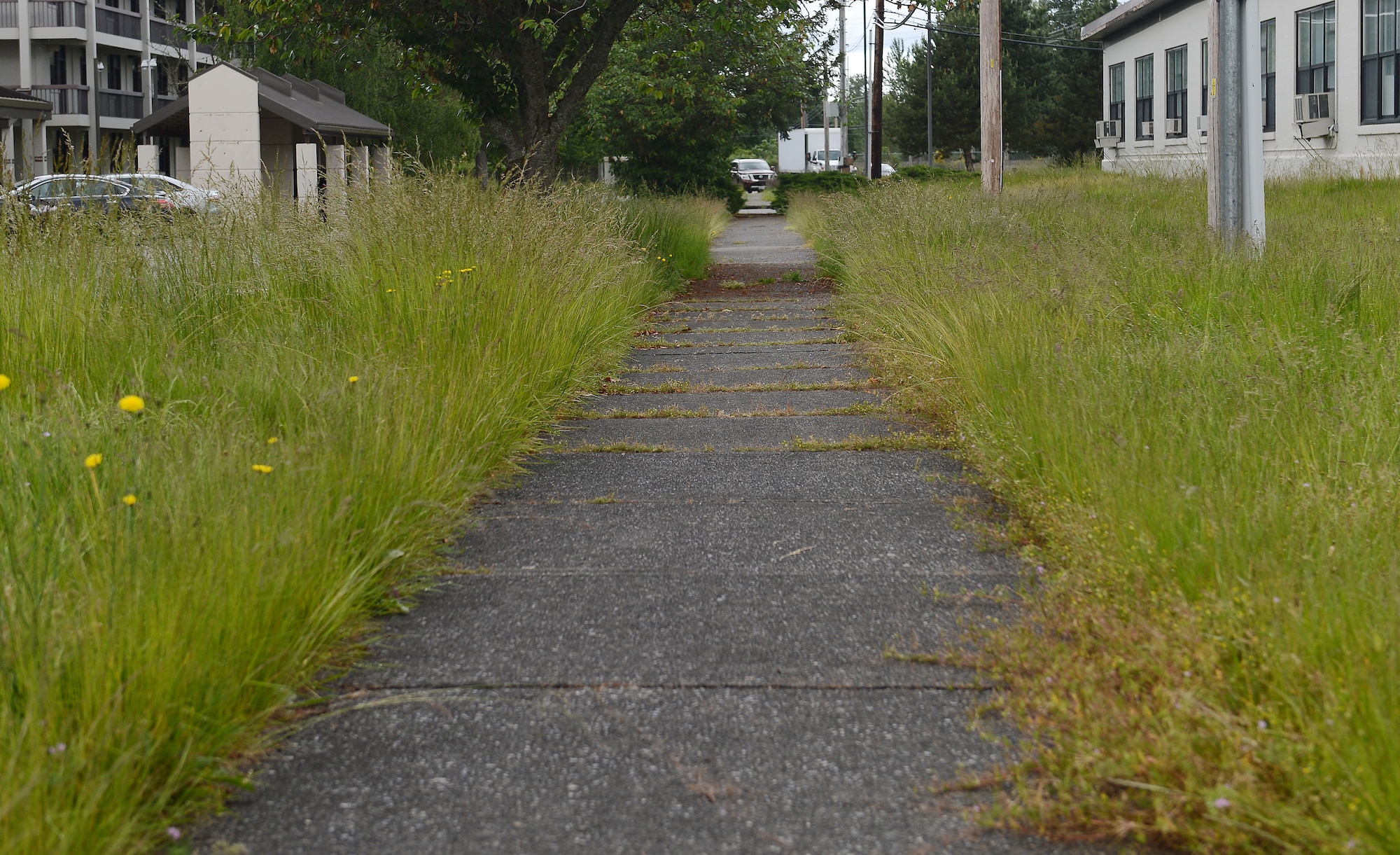 The tall grass alongside the sidewalk between the McChord Field lodging and the Civil Air Patrol building still remains uncut, June 1, 2017 on McChord Field, Wash. Numerous complaints have been received regarding the tall grass and lack of grounds maintenance on Joint Base Lewis-McChord and an effort is being made to address those concerns and explain why the base is in this current state, with the hopes that it is fixed within the next few months. (U.S. Air Force photo/Senior Airman Divine Cox)
