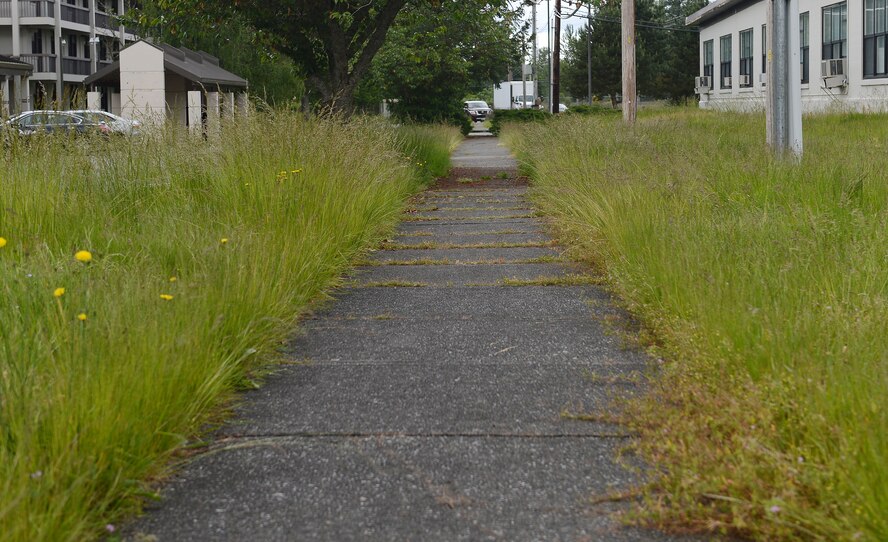 The tall grass alongside the sidewalk between the McChord Field lodging and the Civil Air Patrol building still remains uncut, June 1, 2017 on McChord Field, Wash. Numerous complaints have been received regarding the tall grass and lack of grounds maintenance on Joint Base Lewis-McChord and an effort is being made to address those concerns and explain why the base is in this current state, with the hopes that it is fixed within the next few months. (U.S. Air Force photo/Senior Airman Divine Cox)
