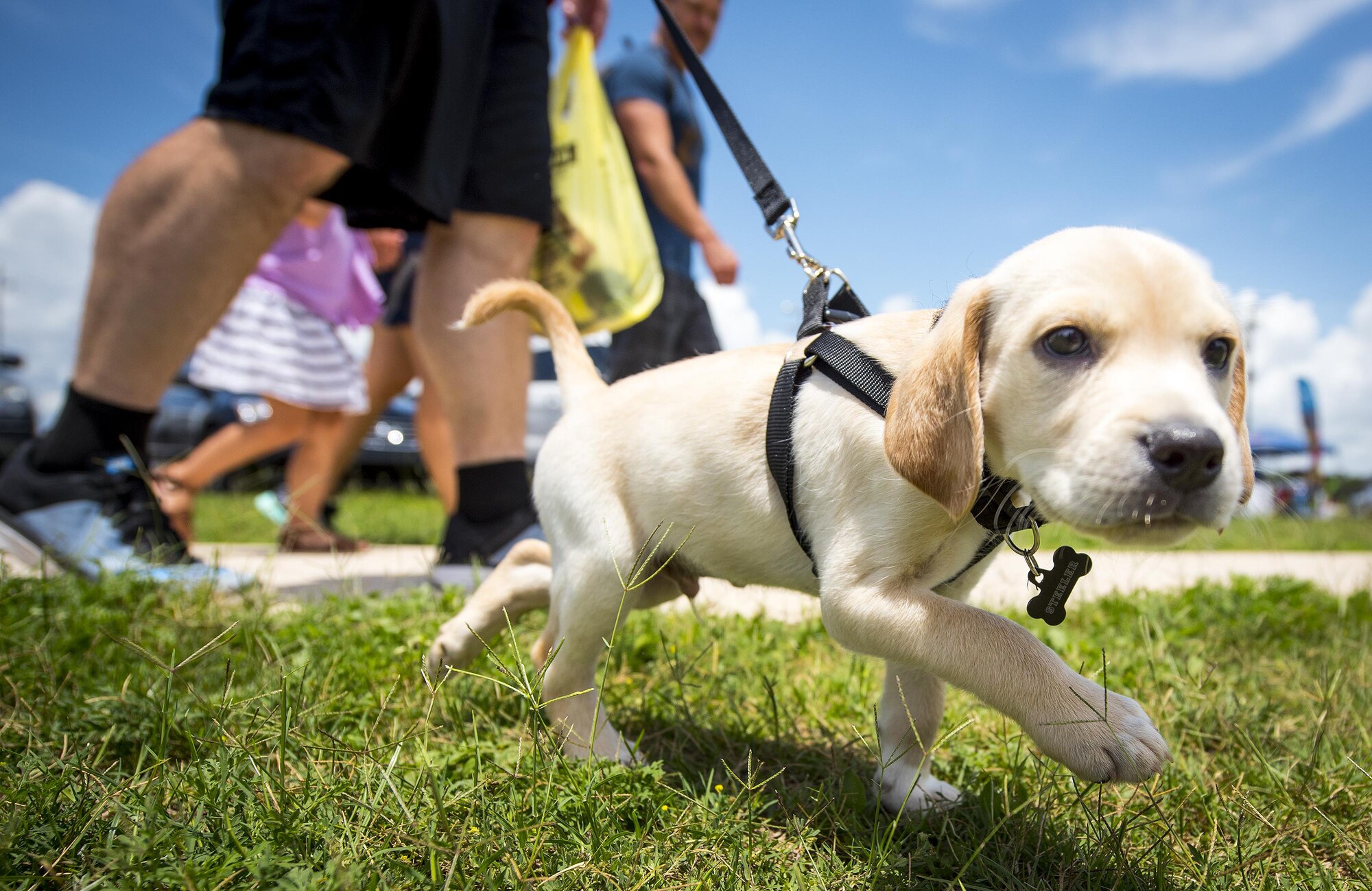 A puppy sniffs out the festivities happening at the Eglin Connects event at Eglin Air Force Base, Fla., June 2.  The event to help promote resiliency featured information booths, sporting events and a car show.  (U.S. Air Force photo/Samuel King Jr.)