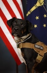 Bear, the 181st Intelligence Wing therapy dog, poses for a photograph at Hulman Field Air National Guard Base, Terre Haute, Ind.  Bear is part of the Pet Assisted Warrior Support Program.  