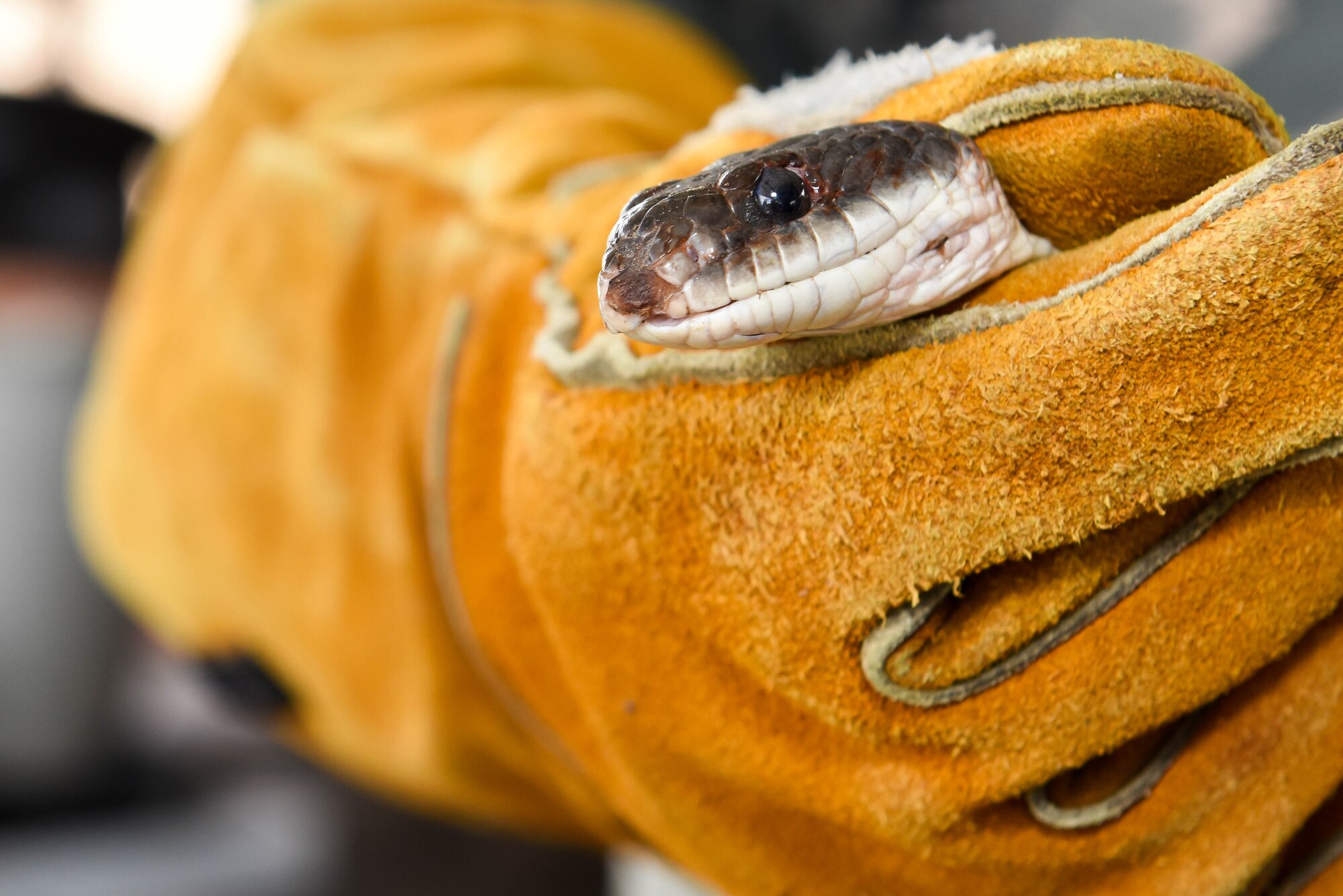 A rat snake caught near one of the dorms on Barksdale Air Force Base, La., is held by Chief Master Sgt. Theresa Clapper, 2nd Bomb Wing command chief, May 24, 2017. Clapper used bite gloves while holding the snake, they allowed her to feel the pressure of a bite, while protecting her skin from the snake’s fangs. (U.S. Air Force photo/Airman 1st Class Sydney Bennett)