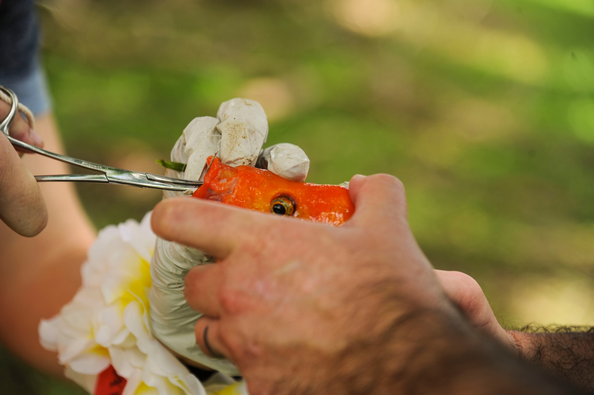 Senior Airman Joshua Rispoli, 324th Intelligence Squadron fusion analyst, un-hooks a fish during the 18th Annual Friends of Hickam Keiki Fishing Tournament in Kaneohe, Hawaii, May 31, 2017.  The tournament is a long-standing tradition that unites the Airmen of the 15th Wing with the Friends of Hickam to build stronger relationships between the base and the community. (U.S. Air Force photo by Tech. Sgt. Heather Redman)