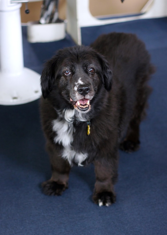 Maggie, short for Magellan, is the mascot aboard the Coast Guard Cutter Spar.  Here she stands watch aboard the bridge of the cutter while departing Womens Bay near Kodiak, Alaska, May 8, 2013. The Spar was underway to work buoys in the vicinity of Kodiak Island. 

 U.S. Coast Guard photo by Ashley Sloan