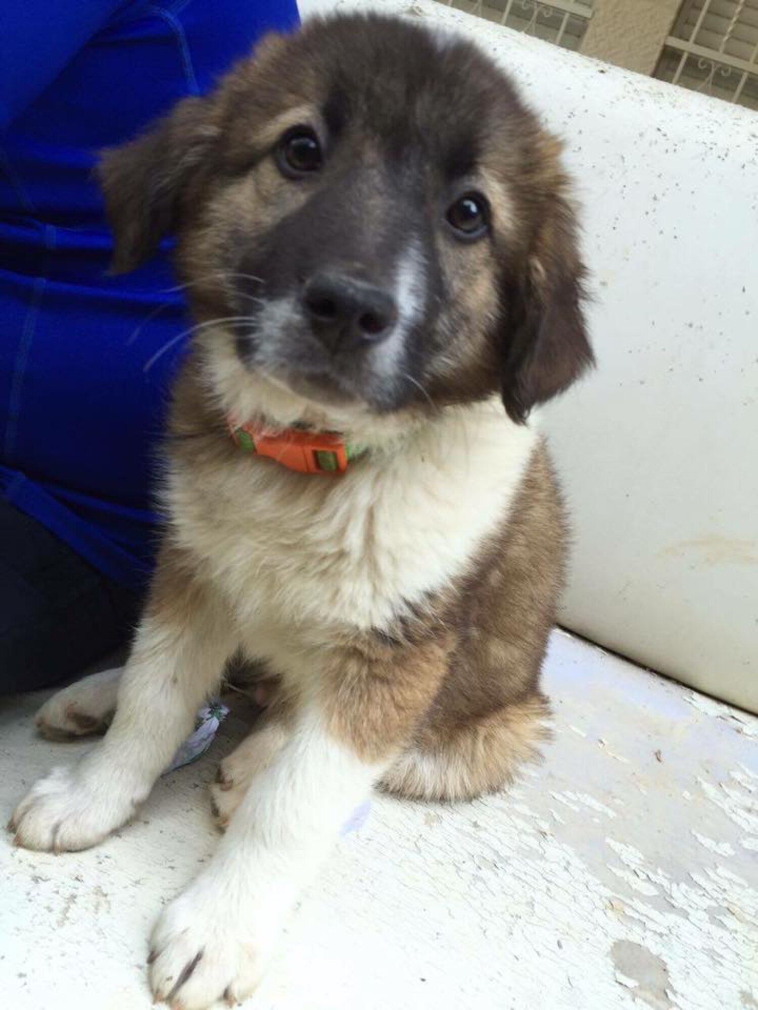Last month Air Force Reserve nurse, Lt. Col. Mary Murphy, 920th Aeromedical Staging Squadron, opened her arms to a new puppy that was left to die in the desert after its mother was shot and killed in Afghanistan, according to No Buddy Left Behind, a non-profit organization geared toward helping deployed servicemembers rescue animals from neglectful and abusive situations. Murphy met her new arrival from the Middle East at the Orlando Airport, an 18-lb. ball of fluff named Crackers. (Courtesy photo)