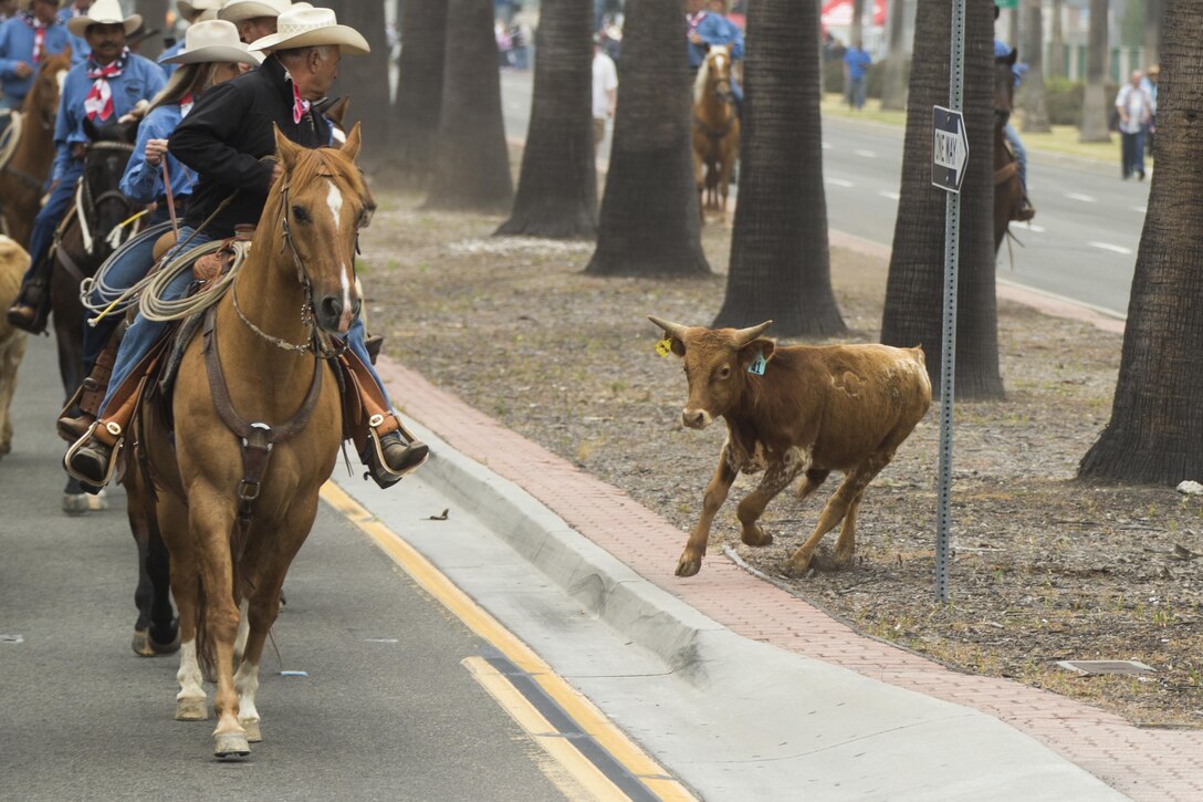 Participants herd a stray calf during a cattle drive through the Gas Lamp District in San Diego, Calif., June 3, 2017. The San Diego County Fair hosted the drive as a part of the gas lamp district's 150th anniversary and to promote the county fair that opened June 2. (U.S. Marine Corps photo by Lance Cpl. Brooke Woods)