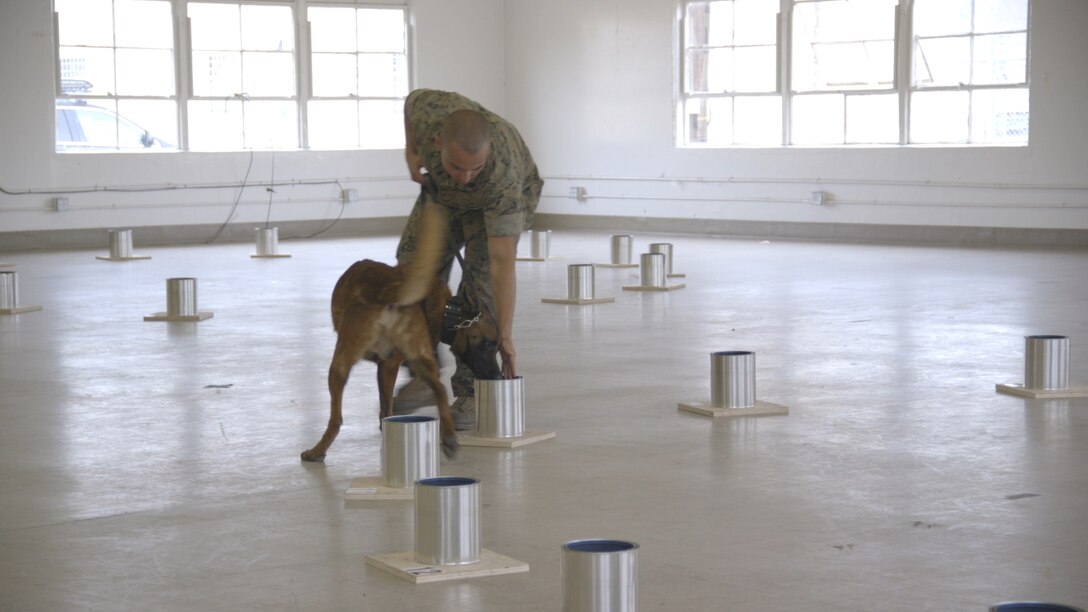 U.S. Marine Corps Sergeant Shawn Edens of 1st Law Enforcement Battalion, 1st Marine Expeditionary Force and his canine, Xantos, navigate a National Odor Recognition Testing (NORT) Course on Camp Pendleton, Calif., June 6, 2017. NORT is a voluntary test used to evaluate a canine team’s ability to detect 10 fundamental explosive odors. The training also allows handlers to exchange information with colleagues and ask questions of Alcohol, Tobacco, Firearms and Explosives canine and explosives subject matter experts. (U.S. Marine Corps Video by Lance Cpl. Desiree D King)