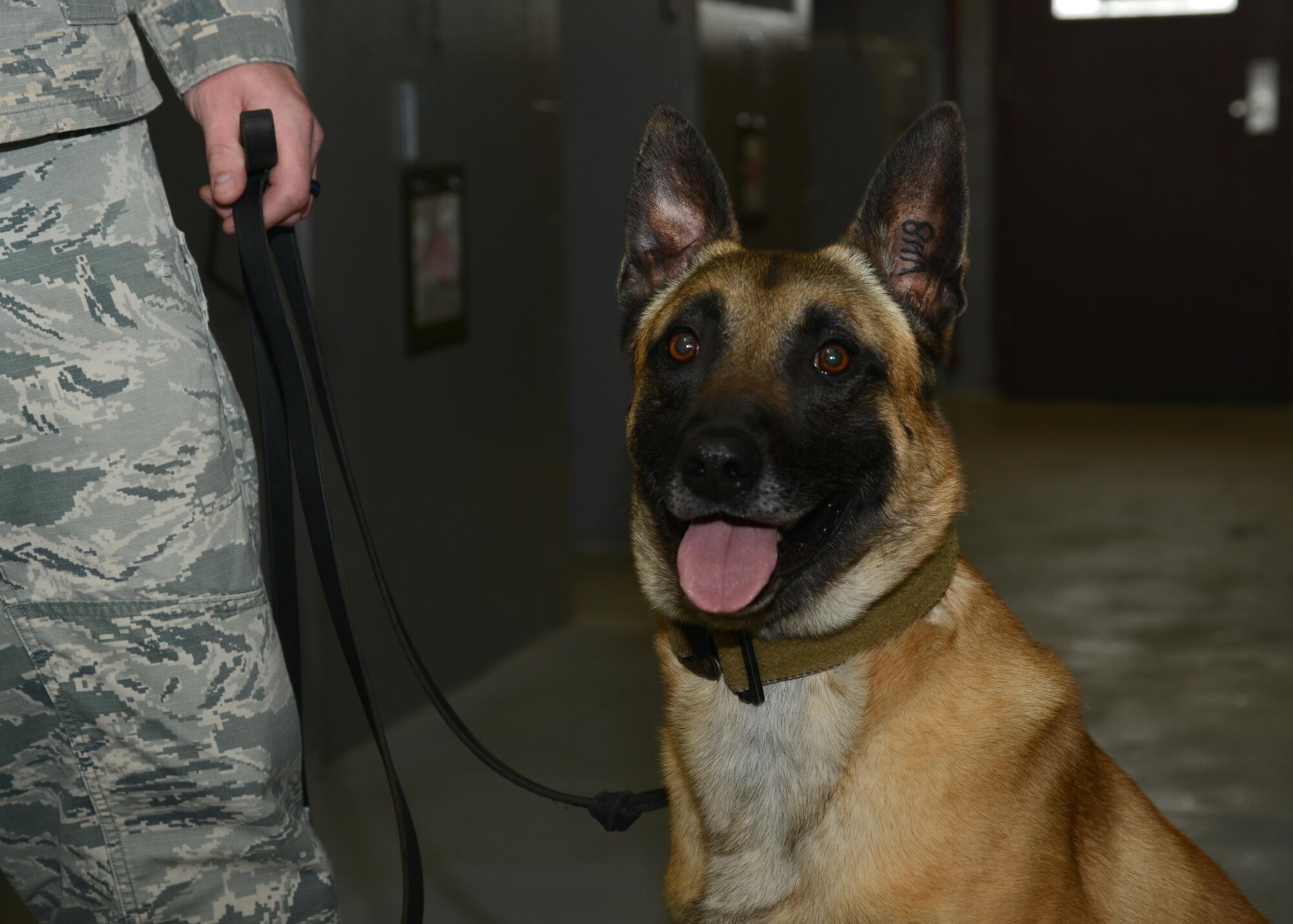 Tarzan, a 9th Security Forces military working dog, poses for a photo June, 8, 2017, at Beale Air Force Base, California. (U.S. Air Force photo/Airman 1st Class Andrew Moore)