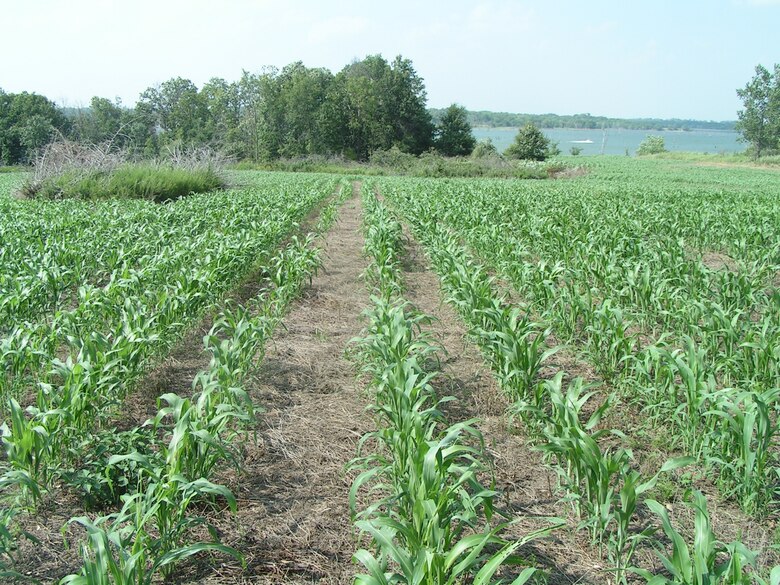 Food plots are planted for wildlife around the lake.
