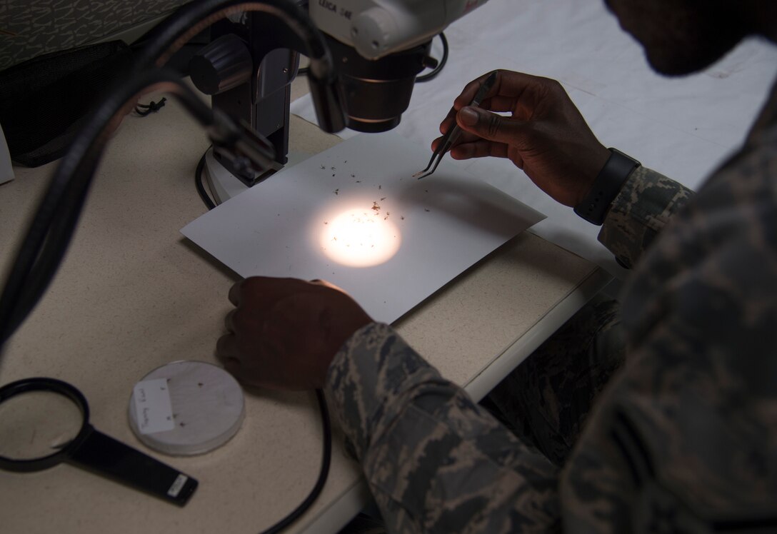 Airman 1st Class Kofi Adansi, 779th Medical Group public health technician, separates male and female mosquitoes at Joint Base Andrews, Md., June 8, 2017. The mosquitoes are then sent off to a lab where they are tested for diseases native to the area. (U.S. Air Force photo by Senior Airman Mariah Haddenham)