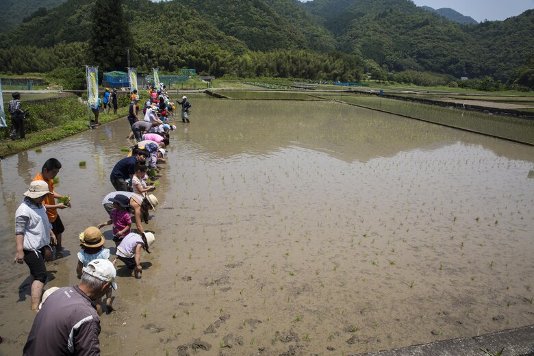 Marine Corps Air Station Iwakuni residents and local Japanese volunteers participate in a Cultural Adaptation Program rice-planting event in Iwakuni City, Japan, June 10, 2017. Manually planting rice has been replaced with machines and other innovations to produce the crop on a massive scale, so taking the time to plant each one is as rare of an experience for many Japanese people today as it is for Americans. Station residents have been participating in the event for more than 10 years. (U.S. Marine Corps photo by Lance Cpl. Carlos Jimenez)