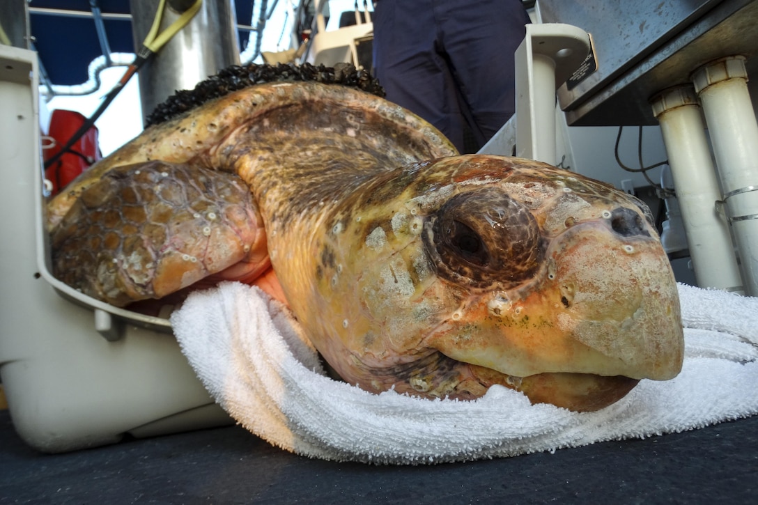 Tammy, a 252-pound loggerhead turtle, receives medical aid from scientists aboard the Coast Guard cutter Lawrence Lawson off the coast of Cape Henlopen, Del., June 12, 2017. Crew members brought her aboard after spotting her covered in growth and unable to dive. Coast Guard photo 