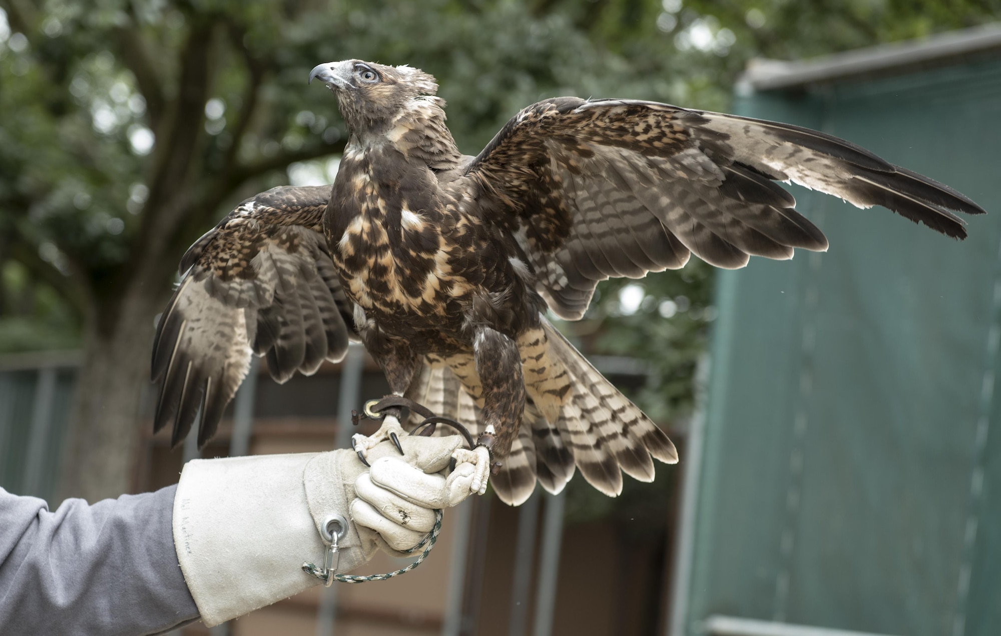 Whistler, a Swainson’s hawk, displays the intricate markings on the underside of its wings and tail, June 8 2017, California Raptor Center, University of California, Davis. The Swainson’s hawk is a regular visitor at Travis Air Force Base, Calif., often nesting on base. (U.S. Air Force photo/ Heide Couch)