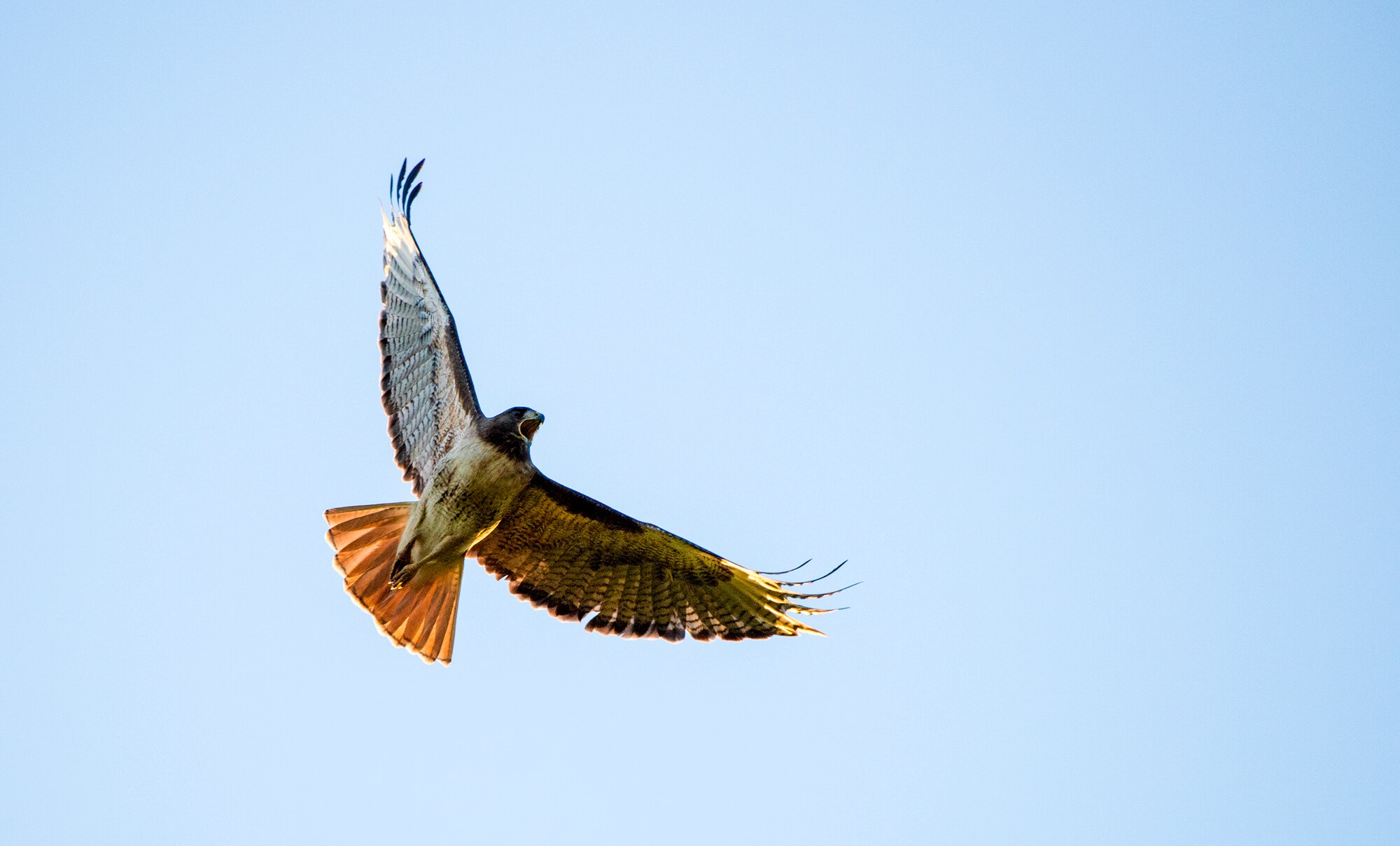 A red tailed hawk takes flight, Apr 3, 2017. Red tailed hawks can be seen across the United States with variations of color morphs, but all with the characteristic red tail once they reach maturity.(U.S. Air Force photo/ Heide Couch)