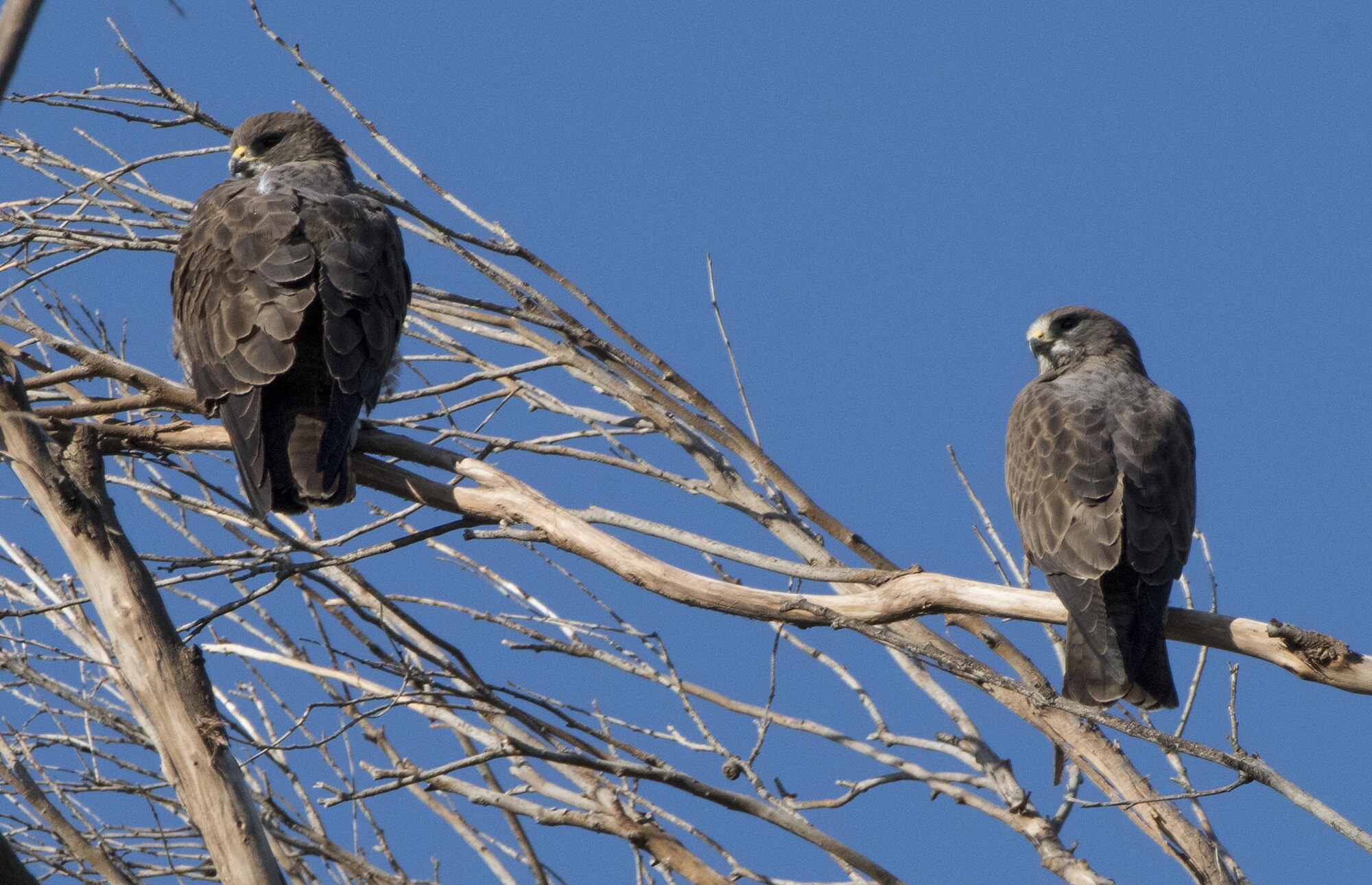 A pair of swainson’s hawks high in branches of a eucalyptus tree, Apr. 14, 2017, Travis Air Force Base, Calif. Swainson’s hawks migrate and breed in northern California in the spring and summer. (U.S. Air Force photo/ Heide Couch)