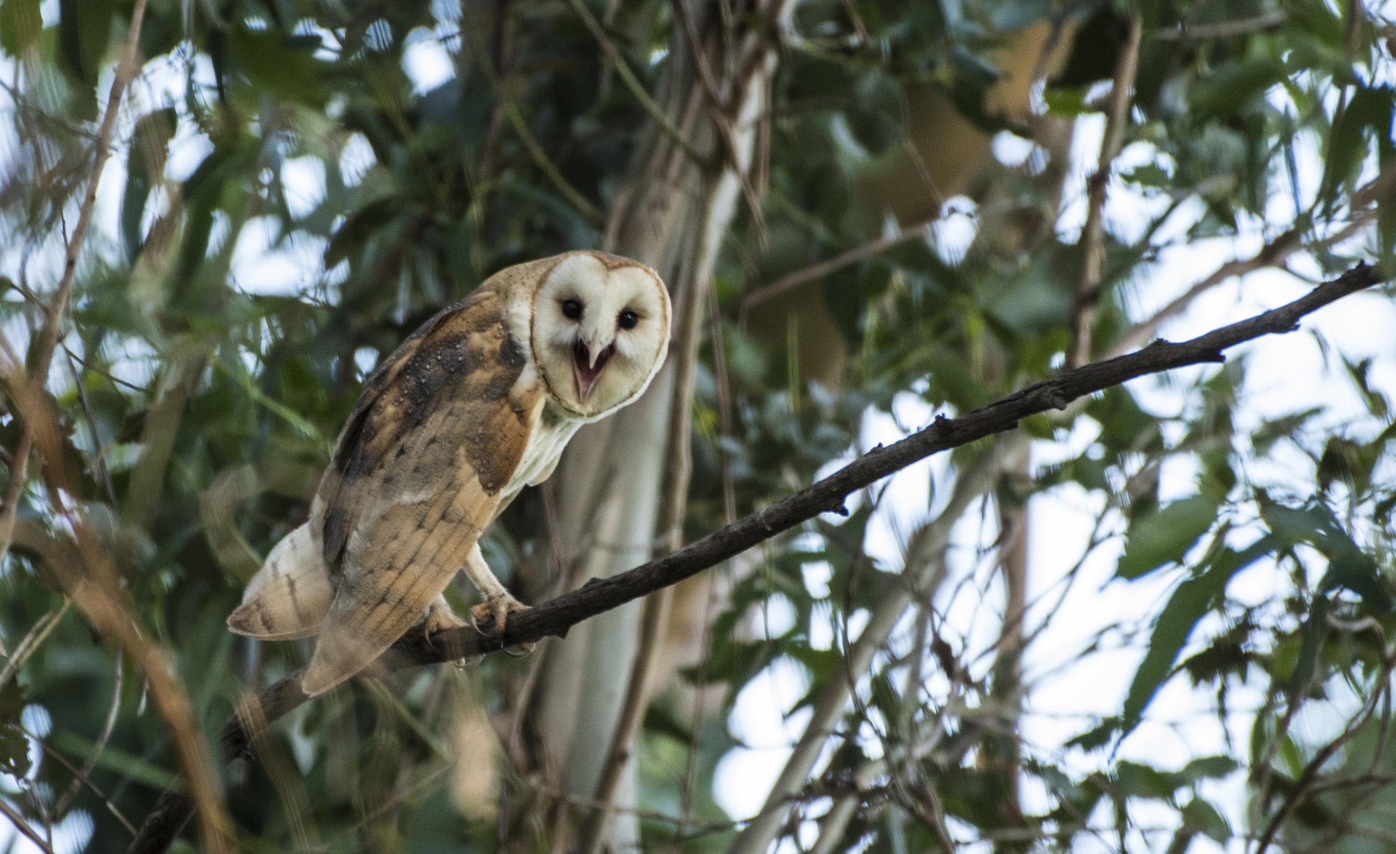 A barn owl roosts in a eucalyptus tree, Apr. 21, 2017, Travis Air Force Base, Calif. These owls make eerie, raspy calls, quite unlike the hoots of other owls. Despite a worldwide distribution, barn owls are declining in parts of their range due to habitat loss. Barn owls hunt by flying low, back and forth over open habitats, searching for small rodents primarily by sound. Barn owls are wonderful natural pest control, vintners have been using barn owls for rodent control for decades, by installing owl boxes amongst the grapevines.(U.S. Air Force photo/ Heide Couch)