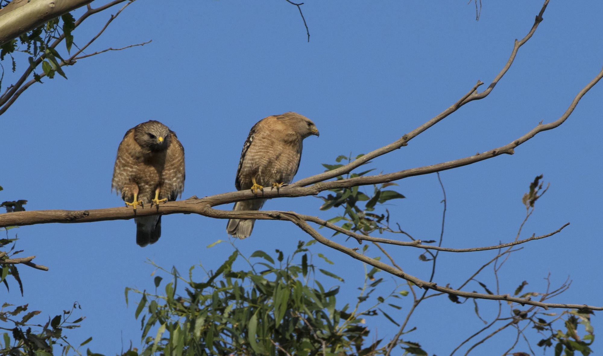 A pair of red-shoulder hawks perch on a branch of a eucalyptus tree, Apr. 21, 2017, Travis Air Force Base, Calif. These hawks are the noisiest of the buteos, especially during spring courtship, constantly calling to their mates.(U.S. Air Force photo/ Heide Couch)