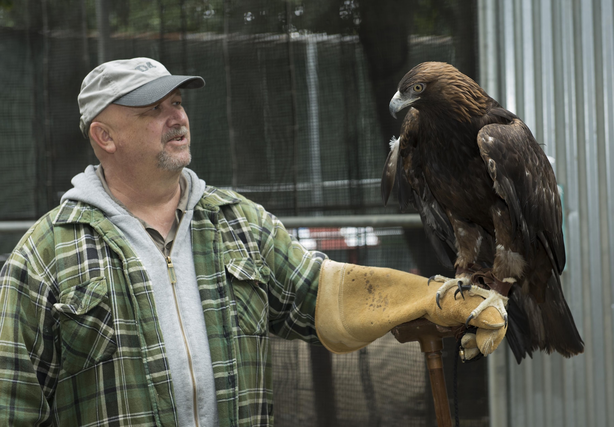 Retired Master Sgt. Randy Couch, volunteer for the California Raptor Center, describes the attributes of a golden eagle at the California Raptor Center, University of California, Davis, June 8, 2017. Couch has been a volunteer at the rehabilitation center for over five years. (U.S. Air Force photo/ Heide Couch)