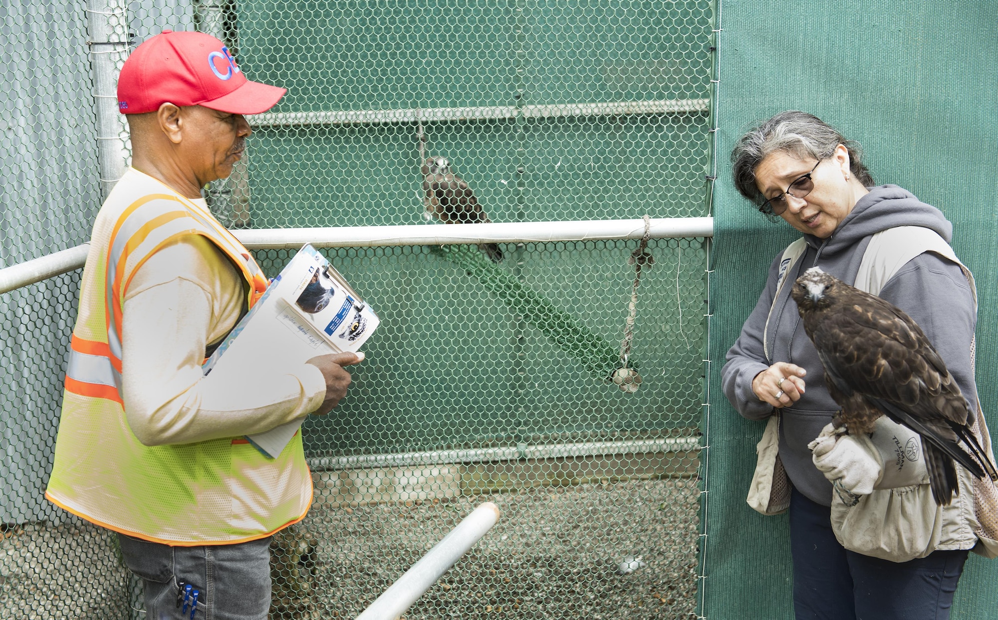 Penn Craig, Natural and Cultural Resources Manager with the 60th Civil Engineer Squadron, gets a side-by-side comparison of Swainson’s Hawks from Mel Martinez at the California Raptor Center, University of California, Davis, June 8, 2017. Craig was visiting the center to become more familiar with birds of prey that make their home on Travis Air Force Base, Calif. (U.S. Air Force photo/ Heide Couch)