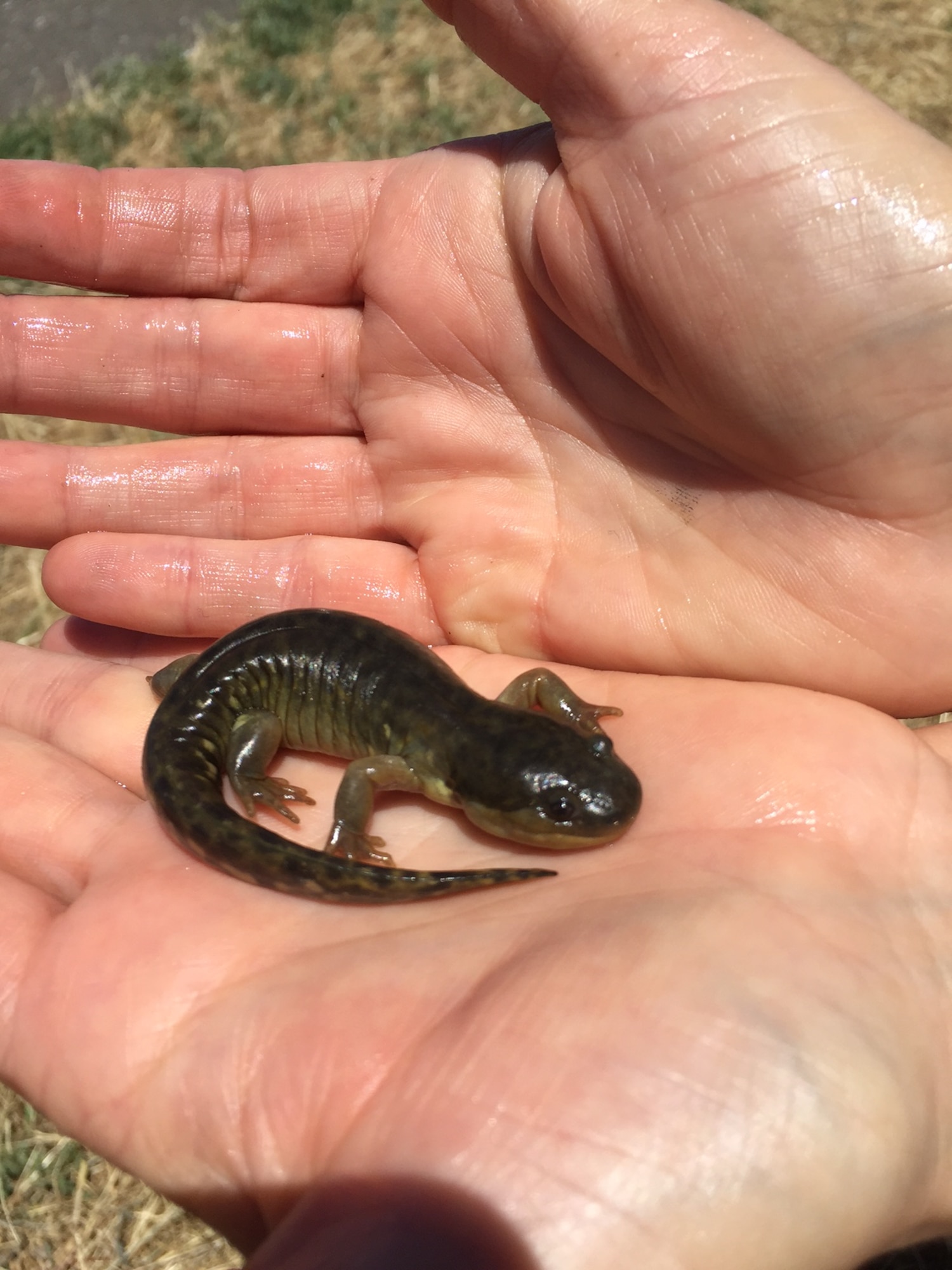 baby tiger salamander