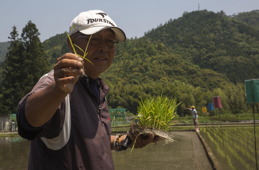 A Japanese local holds a rice plant during a Cultural Adaptation Program rice-planting event in Iwakuni City, Japan, June 10, 2017. The event is held annually in June, after the rice seeds that were sown during April and May are grown and ready to be planted. Station residents have been participating in the event for more than 10 years. (U.S. Marine Corps photo by Lance Cpl. Carlos Jimenez)
