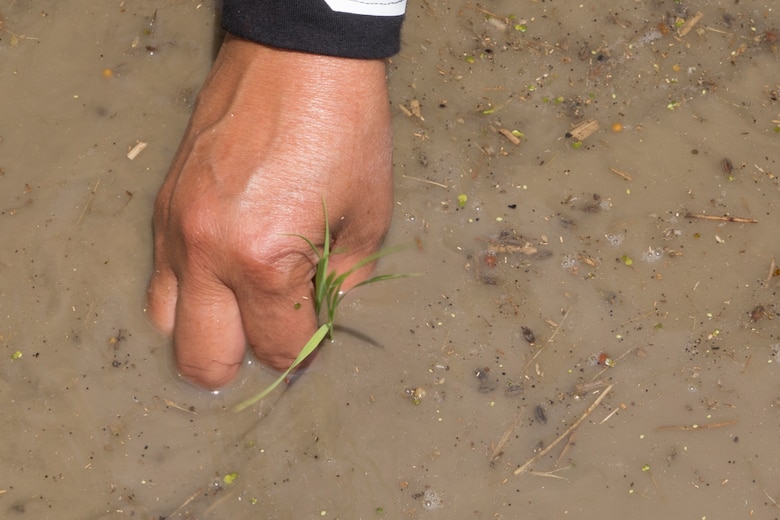 A Marine Corps Air Station Iwakuni resident sticks a young rice plant in a rice paddy during a Cultural Adaptation Program rice-planting event in Iwakuni City, Japan, June 10, 2017. The event is held annually in June, after the rice seeds that were sown during April and May are grown and ready to be planted. Giving station residents the opportunity to participate in events like these is part of the Cultural Adaptation Program’s ongoing mission to show Americans Japanese customs and traditions, and allowing them to experience it for themselves. (U.S. Marine Corps photo by Lance Cpl. Carlos Jimenez)