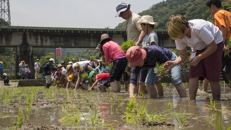 Marine Corps Air Station Iwakuni residents and local Japanese volunteers participate in a Cultural Adaptation Program rice-planting event in Iwakuni City, Japan, June 10, 2017. Manually planting rice has been replaced with machines and other innovations to produce the crop on a massive scale, so taking the time to plant each one is as rare of an experience for many Japanese people today as it is for Americans. Station residents have been participating in the event for more than 10 years. (U.S. Marine Corps photo by Lance Cpl. Carlos Jimenez)
